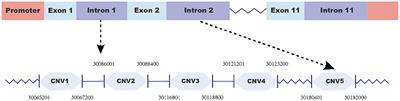 Detection of mRNA Expression and Copy Number Variations Within the Goat FecB Gene Associated With Litter Size